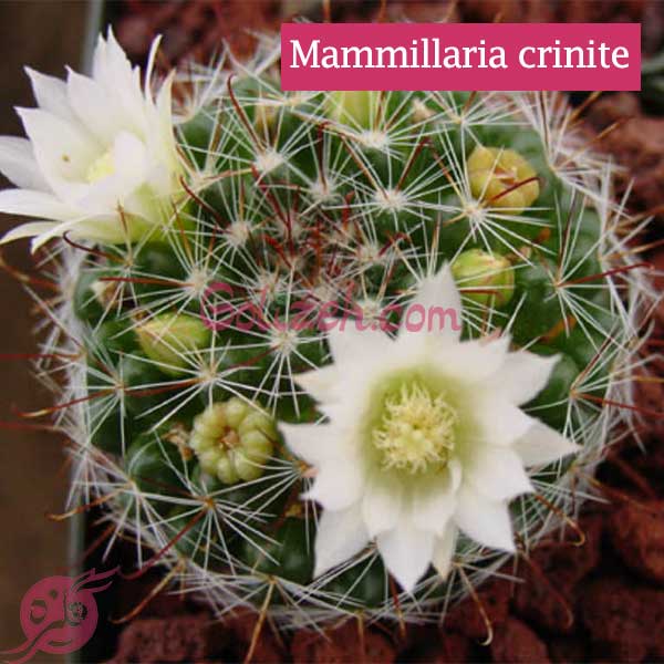 Mammillaria-crinita-Cactus