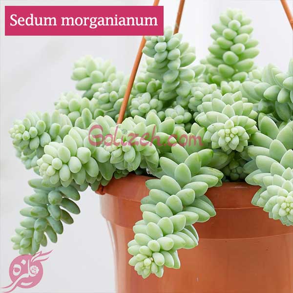 Sedum-morganianum