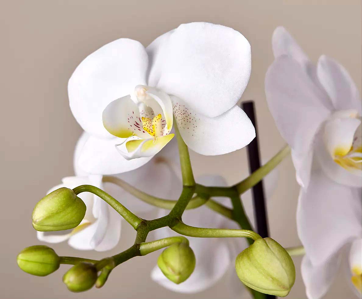 گل ارکیده سفید گلدانی