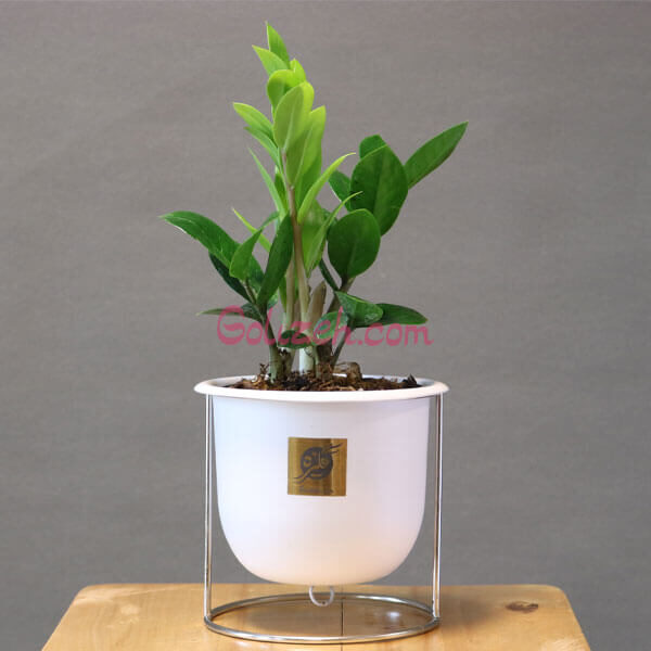 گلدان تبلیغاتی رومیزی زاموفیلیا