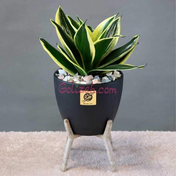 گلدان تبلیغاتی پایه دار پلیمری متوسط