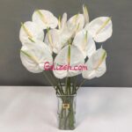 گل آنتوریوم سفید