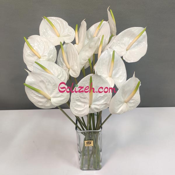 قیمت خرید گل آنتوریوم سفید